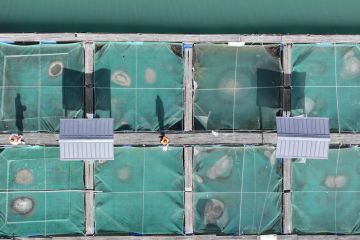 Lembaga riset di China lestarikan hidup ikan langka di Sungai Yangtze