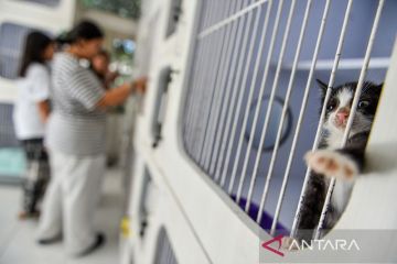 Mudik tenang tanpa beban: begini mewahnya fasilitas Cat Locus Bandung yang kini sudah terisi penuh