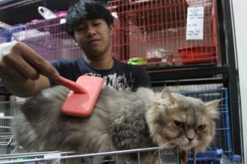 Penitipan hewan di pet hotel meningkat
