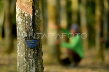 Harga getah karet di Sumsel Naik