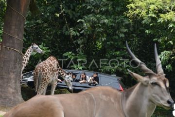 Wisata satwa Taman Safari Bogor saat libur Lebaran