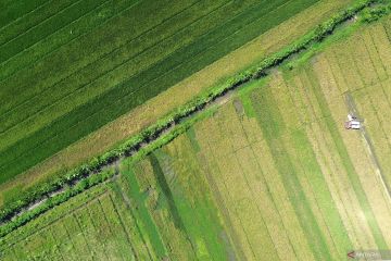 Luas panen padi nasional Februari 2026