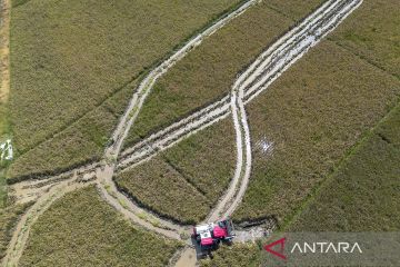 Lompatan drastis produksi padi RI di awal 2026: naik 1,32 juta ton dibanding tahun lalu!