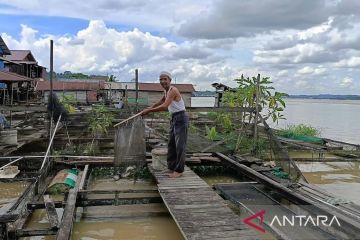 Kecipak nila Loa Kulu merawat pangan Kalimantan Timur