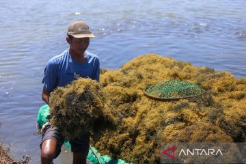 Strategi jangka panjang Pemerintah: Optimalkan panen rumput laut demi kurangi ketergantungan impor bahan baku plastik
