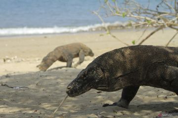 Pembatasan pengunjung perkuat TN Komodo jadi destinasi kelas dunia