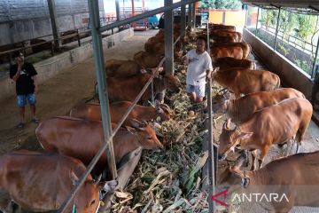 Kejar target 964 ribu ton daging, teknologi Inseminasi sapi jadi kunci ketahanan pangan 2026