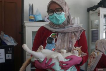 Pemeriksaan hewan peliharaan gratis peringati Hari Dokter Hewan