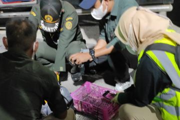 Karantina Lampung gagalkan penyeludupan satwa liar pakai bus penumpang