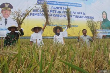 Panen raya padi di Tulungagung