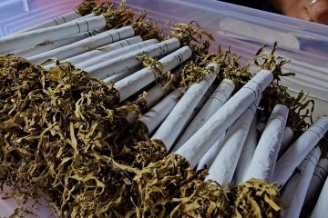 Aceh Tengah olah tembakau Gayo untuk bangkitkan ekonomi usai bencana