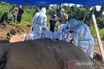 Kemarin, stabilitas keuangan terjaga hingga dua PBPH dicabut