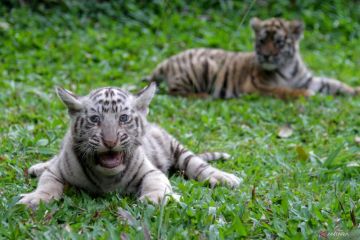 Kelahiran anak harimau Benggala di TSI II Prigen