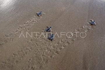 Pelepasan penyu hijau di Pasir Jambak Padang