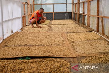 Proyeksi produksi kopi nasional 2026