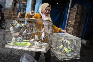 Foto: Nilai ekonomi ekosistem burung kicau