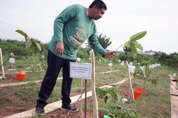 Menteri PKP tanam pohon di Lampung