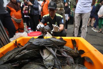 Ikan sapu-sapu mengandung protein dan logam berat
