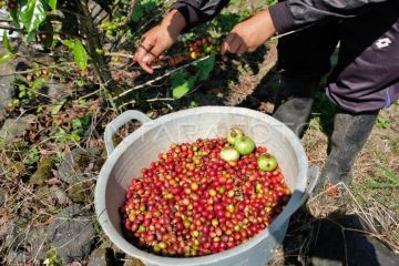 Hasil panen kopi arabika menurun