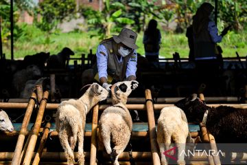 Pastikan kurban layak, 184 petugas DKPP Bandung sisir lapak hewan: cek ciri-cirinya di sini!