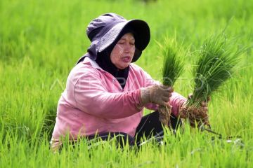 Petani mulai tanam padi di lahan bekas bencana