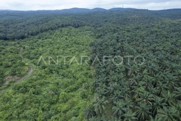 Alif fungsi hutan produksi konversi di Jambi
