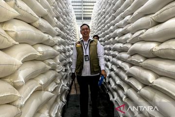 Mengembalikan padi Nusantara ke peta beras dunia