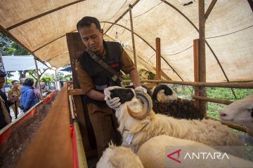 Pemeriksaan kesehatan hewan kurban