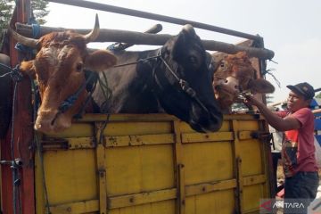 Harga hewan kurban di Tulungagung naik