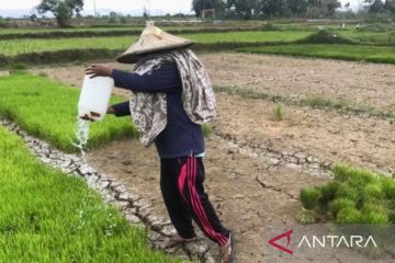 El Nino tak ganggu produktivitas sektor pertanian saat musim hujan