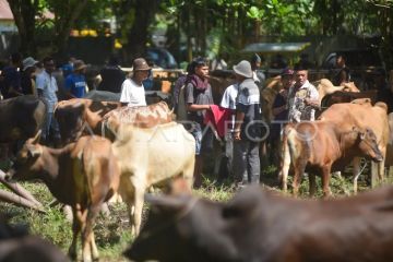 Negosiasi pembelian ternak di balik kain khas Sumbar