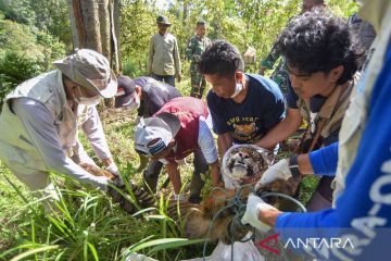 Evakuasi harimau Sumatera di Palupuh Agam