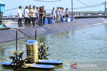Presiden tinjau panen raya udang di Kebumen