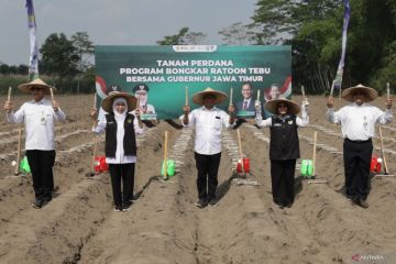 Gubernur Jatim tanam tebu program bongkar ratoon