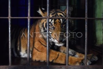 Evakuasi Harimau Sumatra dari Pasaman