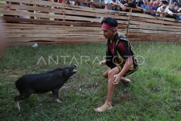 Lomba tangkap babi PGD Kalbar 2026