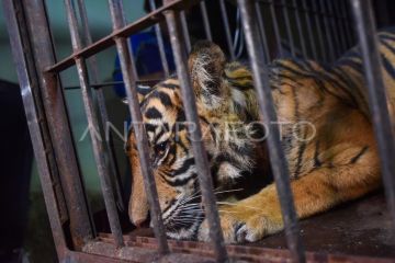 Evakuasi Harimau Sumatra dari Pasaman