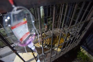 Evakuasi Harimau Sumatra dari Pasaman