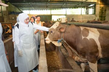 Gubernur Jatim pastikan hewan kurban sehat dan pengiriman lancar