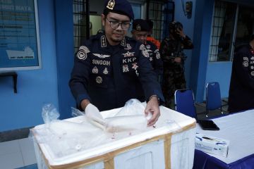PSDKP Peswaran gagalkan penyelundupan benih lobster