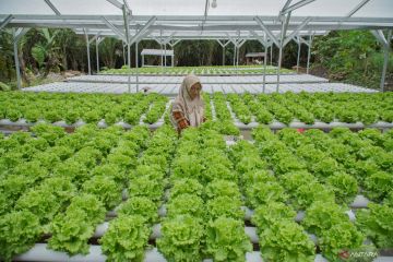 Urban farming di pedesaan Lumajang