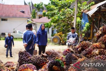 Pemkab Dharmasraya minta PKS tidak turunkan harga TBS secara sepihak&nbsp;