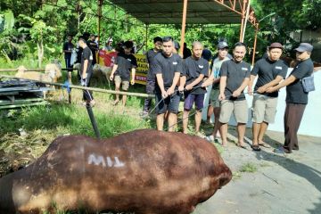 Sapi bertuliskan "TIW" di Masjid Fatahillah hasilkan daging 700 kg