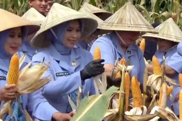 Harga jagung Sulsel tembus Rp7.000, Bulog siapkan penyaluran SPHP