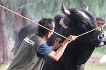 DP2KP Banda Aceh pastikan sapi bantuan Presiden sehat Jelang Idul Adha