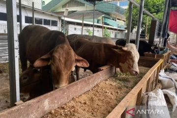 Sudin KPKP Jaksel periksa 7.075 hewan kurban selama Idul Adha