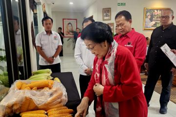 Megawati apresiasi GNTI hasilkan jagung dengan produktivitas tinggi