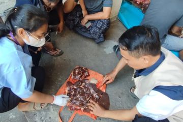 Pemkot: Ada 105 kasus cacing hati pada hewan kurban di Mataram
