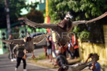 Pacu itik Payakumbuh