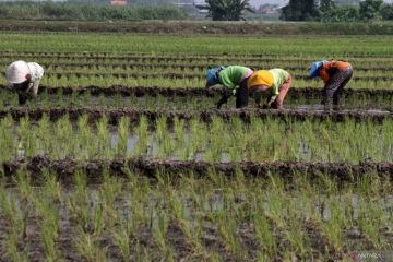 Percepat masa tanam untuk mengantisipasi musim kemarau